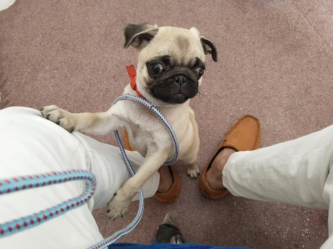Pet Image