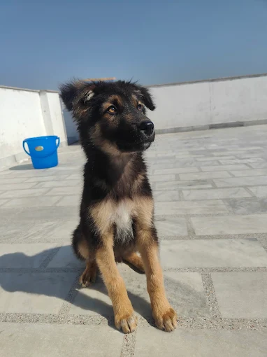 Pet Image