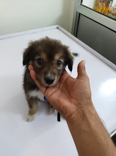 Pet Image