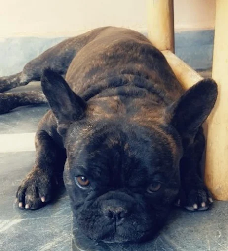 Pet Image
