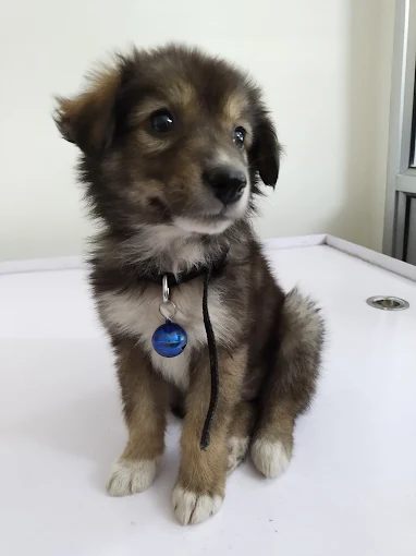 Pet Image